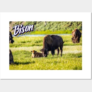 Bison at Yellowstone Posters and Art